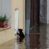 正當小貓無助的被困在大水之際，暖男不顧一切衝上前救了牠！