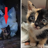 暖男清潔員發現垃圾袋中不斷發出奇怪的聲音，沒想到打開後卻發現一隻活生生的小貓！？
