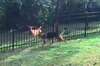 狗狗在庭院隔著圍欄與野生鹿玩「你追我跑」，跨物種的遊戲時光萌翻網友（影片）