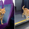 你是通勤族吧！這隻橘貓爺爺每天都和乘客一起排隊上公車，甚至搭到離家16公里遠的城鎮(((ﾟДﾟ;)))