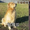 黃金獵犬看見把拔和麻麻的反應也差太多！見過沒地位的，還沒見過這麼沒地位的！