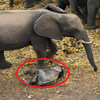 孩子別怕，媽媽在這裡！大象媽媽緊緊守在受傷象寶寶身旁，一步也不肯離開！