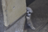 超可愛！日本攝影師拍到一隻「超害羞」的年幼小貓鼬！對麻麻撒嬌的樣子讓人融化！