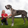 進擊的溫柔巨狗！244公分英國大丹巨狗，即將挑戰金氏世界紀錄！