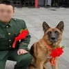 參與過汶川地震救援的最後一隻搜救犬去世：「沈虎，願你一路走好！」