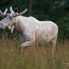 驚奇！大自然賜給地球的美麗生物—超稀有白化症麋鹿竟然現身啦！