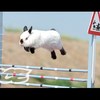 萌兔跳躍障礙賽正式開始！都像小羚羊般輕巧飛越，你們是不是都偷裝了彈簧阿XD