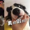 二哈都能當警犬，為什麼智商第一的邊牧反而不行？