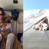 超溫馨♥暖男飛行員開飛機橫越整個美國，只為了替一群沒人要的狗狗找到新家