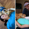 愛上看牙醫！牙醫診所僱了一隻黃金獵犬小助理來協助病患舒緩緊張