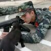 阿兵哥正在訓練，小軍犬非要強吻！網友：太帥了狗都把持不住！