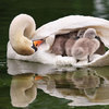 世界上最溫柔的力量！30張鳥爸媽照顧寶寶們的溫馨照片，讓人看了心好暖！