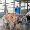 受虐待病弱小老虎最終成為一隻「愛泡澡」的漂亮老虎⋯⋯而且還找到了老公！