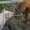 在高速公路上被救起的奔跑小豬，回到新家後受到了最溫馨的歡迎！