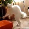 沒看錯！爆笑白貓居然用兩腳走路，只有10秒要盯緊喔！