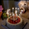 感人！日本網友幫愛犬過生日：「今天是我最後一個生日，我要笑著過完…」