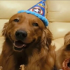 狗狗不懂生日的意義是什麼，但鏟屎官懂：「這是記錄著彼此在一起時的快樂」