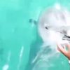 海豚果然高智商！女子的手機不小心掉進水裡，海豚的超神奇反應絕對讓你驚呼連連！