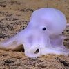 透明系章魚女孩現身！科學家發現新品種迷你章魚，超可愛的外表把科學家也萌爆啦(๑´ㅂ`๑)
