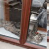 小貓咪求摸摸未果，於是在窗台上瘋狂游泳？
