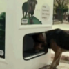 國外專門為流浪狗狗設計的狗糧自動販賣機，讓人「以物換物」提供食物和水源！