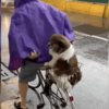 網友和狗一起躲雨，結果沒聊幾句牠的主人就來接牠了！