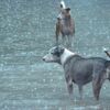 「暴雨過後，我經常餵的那隻流浪狗再也不見了……」