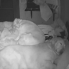 網友發文說半夜喘不上氣，一看監視器發現是「狗壓床」