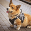 俄羅斯唯一一隻柯基警犬退休，網友紛紛表示：這貨也能當警犬？【上】