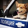 俄羅斯唯一一隻柯基警犬退休，網友紛紛表示：這貨也能當警犬？【下】