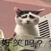 網友路上拍到一隻「囧」臉貓，竟然意外發現可能是失散多年的三兄弟？