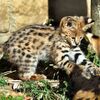 藪貓是什麼？有「小型獵豹」之稱，雖然可愛卻是保育級動物！