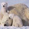 炎炎夏日看這個就對了！北極熊馬麻帶著寶寶在雪地玩耍萌樣，保證讓你感到療癒又清涼♥♥♥