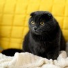 貓奴必知！貓咪在床上尿尿不是在找碴，而是在告訴你這５個重大健康警訊(((ﾟДﾟ;)))