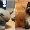 日本推特瘋傳「暹羅貓變色錦標賽」，看完後真是笑死人了！