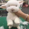 昨天在市場見到了一隻超萌泰迪，但老闆卻說「牠是兔子」？
