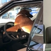 汽車經銷商聘請流浪狗賣車，沒想到這傢伙竟然拿了當月業績王！