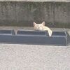 日本網友抱怨：「太過分了！停車場裡竟然有貓不讓我停車？！」