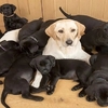 拉布拉多生下13隻狗寶寶，結果卻沒一個長得像媽媽！