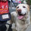 上海首批導盲犬退役四年竟無人領養…今天終於等到好消息了！