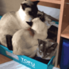 我的天！四隻貓非得擠一個盒子裡，怎麼「肥四」啊？