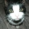 感人的貓咪回家之路真實故事：「失蹤13年之後，我的貓終於找到了回家的路…」【中】