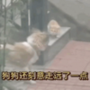 寵物狗把自己的肉包子讓給流浪貓，網友：這也太暖了吧！