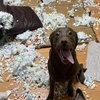 日本鏟屎官po自家狗每次拆家後的無辜眼神： 「家裡沒金礦的，一定要慎重養狗！」