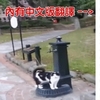 小貓咪坐等有緣人餵水喝，竟然引得網友們吟詩作樂？！