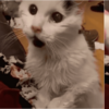 鏟屎生活：29歲老貓的一個舉動，惹哭10萬網友…