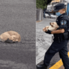 流浪狗受傷橫在馬路中間，路過的警察也太暖了！