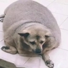 被太多人愛也成負擔！牠成為全曼谷最胖流浪狗！