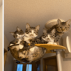 當四隻貓遇到一個貓爬架，架：我太難啦…
