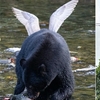 國外社團專門分享「爛透了的野生動物照片」，這些照片真的是爛到「超級好」啊！